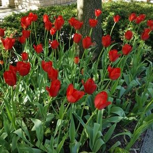 Meet your Posher, Celine